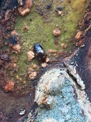 Cryptarcha nitidissima