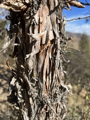 Juniperus occidentalis