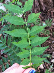 Rhus lanceolata