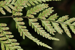 Parapolystichum microsorum