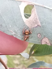 Opisthoncus sexmaculatus