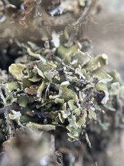 Cladonia robbinsii