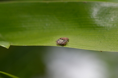 Opisthoncus nigrofemoratus