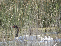 Cygnus melancoryphus