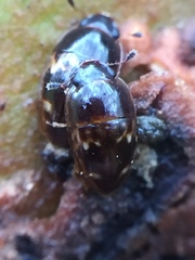 Cryptarcha nitidissima