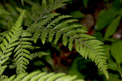 Parapolystichum microsorum