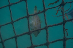 Scobinichthys granulatus