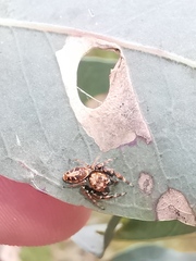 Opisthoncus sexmaculatus