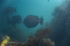 Prionurus microlepidotus