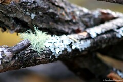 Usnea hirta