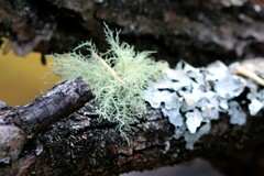 Usnea hirta