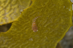 Cochleoceps orientalis