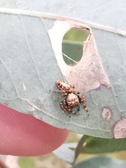 Opisthoncus sexmaculatus