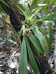 Kefersteinia tolimensis