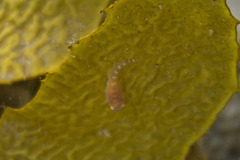 Cochleoceps orientalis