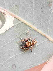 Opisthoncus sexmaculatus