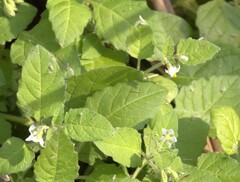 Solanum sarrachoides