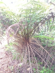 Cyathea australis