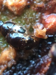 Cryptarcha nitidissima