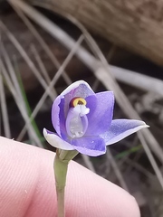 Thelymitra arenaria