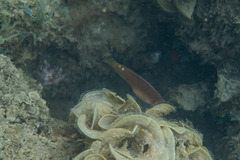 Austrolabrus maculatus