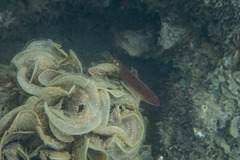 Austrolabrus maculatus