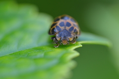 Henosepilachna vigintisexpunctata