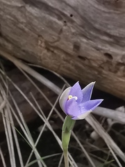 Thelymitra arenaria