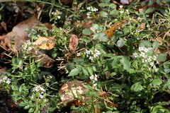 Nasturtium officinale