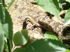 Emoia cyanogaster