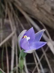 Thelymitra arenaria