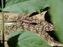 Emoia caeruleocauda
