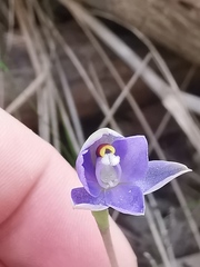 Thelymitra arenaria