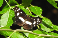Phaedyma shepherdi