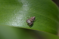 Opisthoncus nigrofemoratus