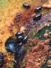 Cryptarcha nitidissima