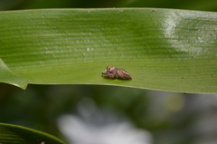 Opisthoncus nigrofemoratus