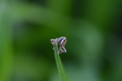 Orthorhinus