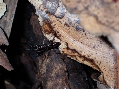 Odontomachus simillimus