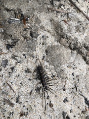 Allothereua maculata