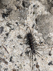 Allothereua maculata