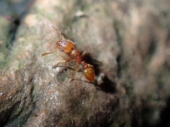 Tetramorium simillimum