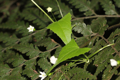 Zehneria cunninghamii