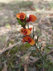 Dillwynia hispida