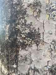 Frullania eboracensis