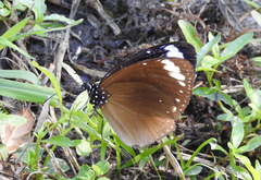 Euploea tulliolus