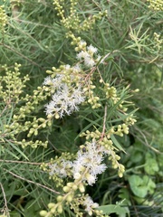 Melaleuca linariifolia