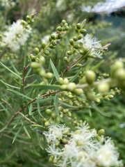 Melaleuca linariifolia