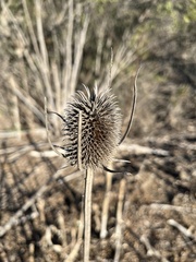 Dipsacus sativus