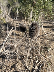 Dipsacus sativus